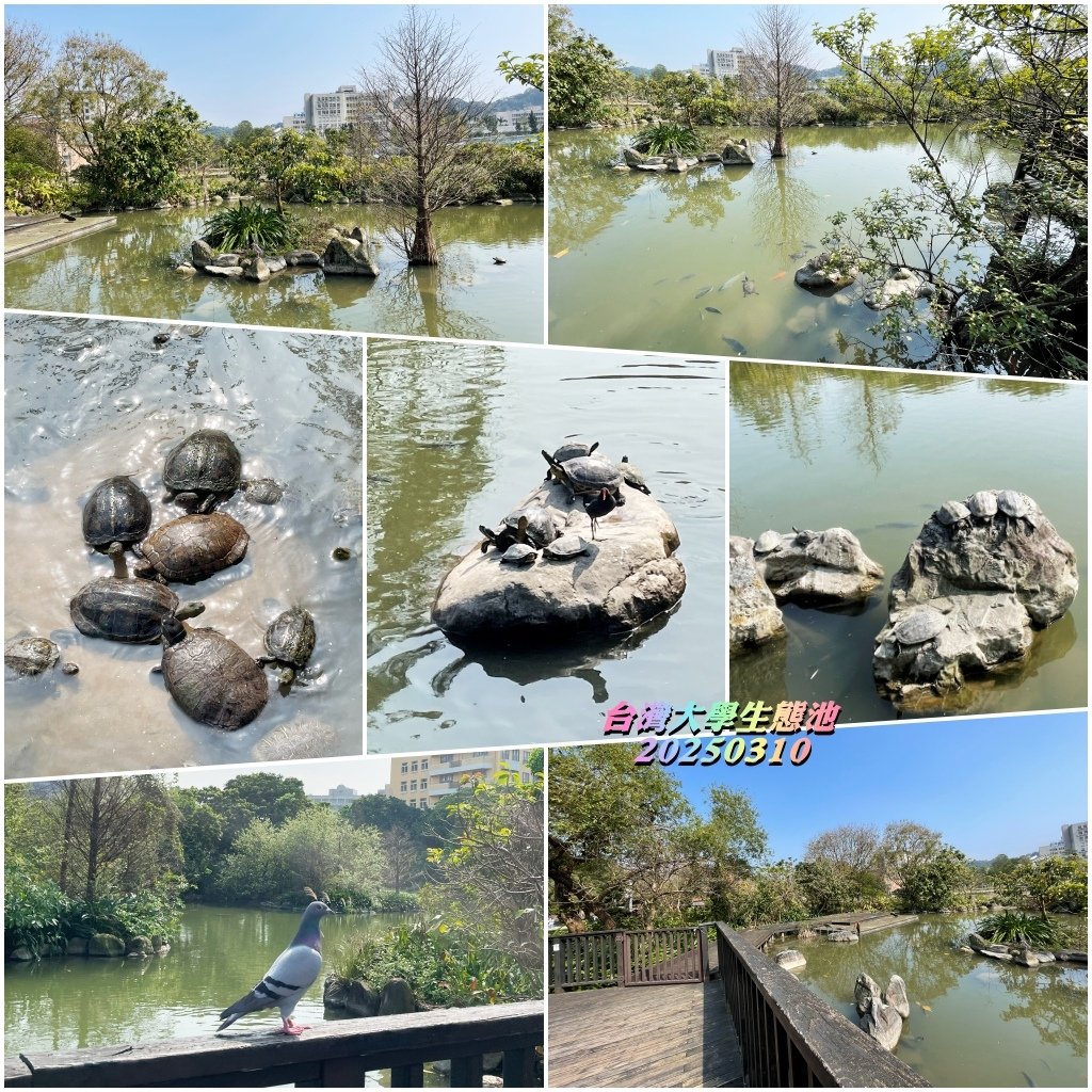 台灣大學2025031023.jpg