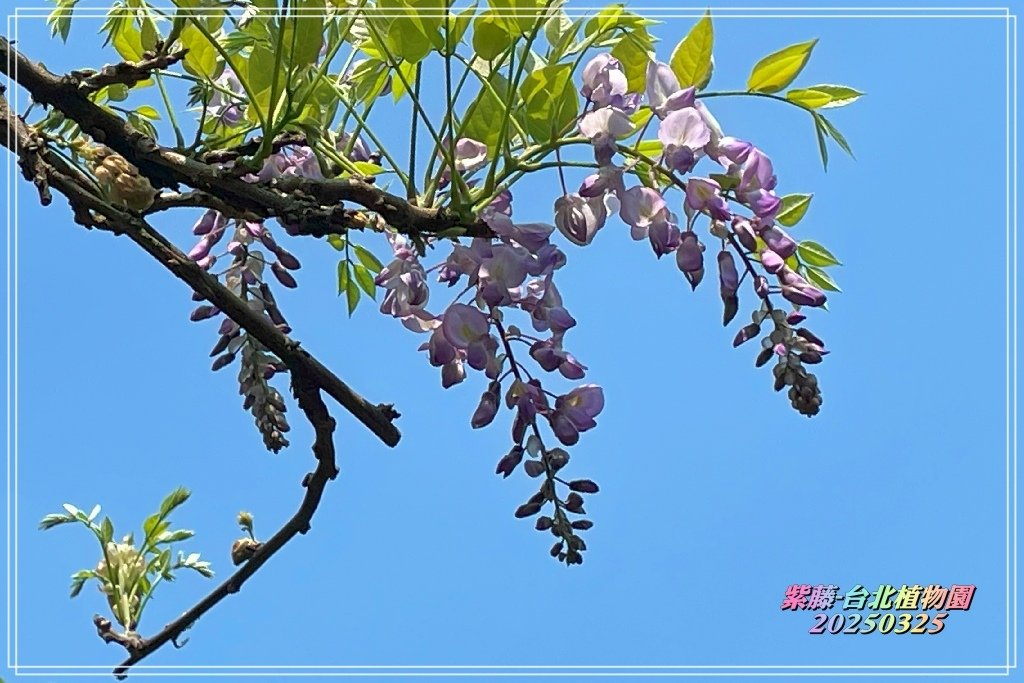 紫藤-台北植物園2025032516.jpg