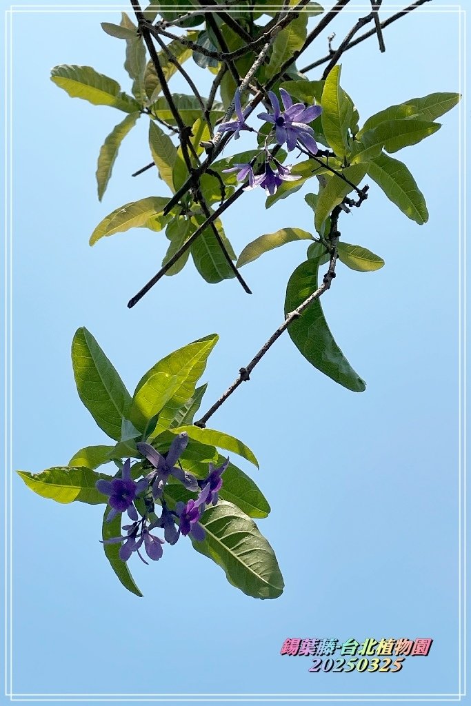 鍚葉藤-台北植物園2025032500.jpg