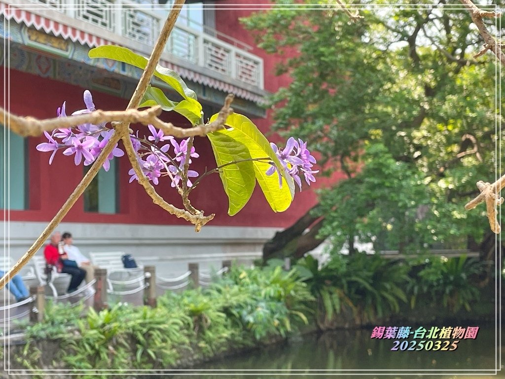 鍚葉藤-台北植物園2025032501.jpg