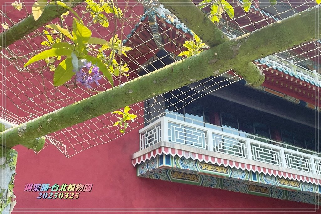 鍚葉藤-台北植物園2025032502.jpg