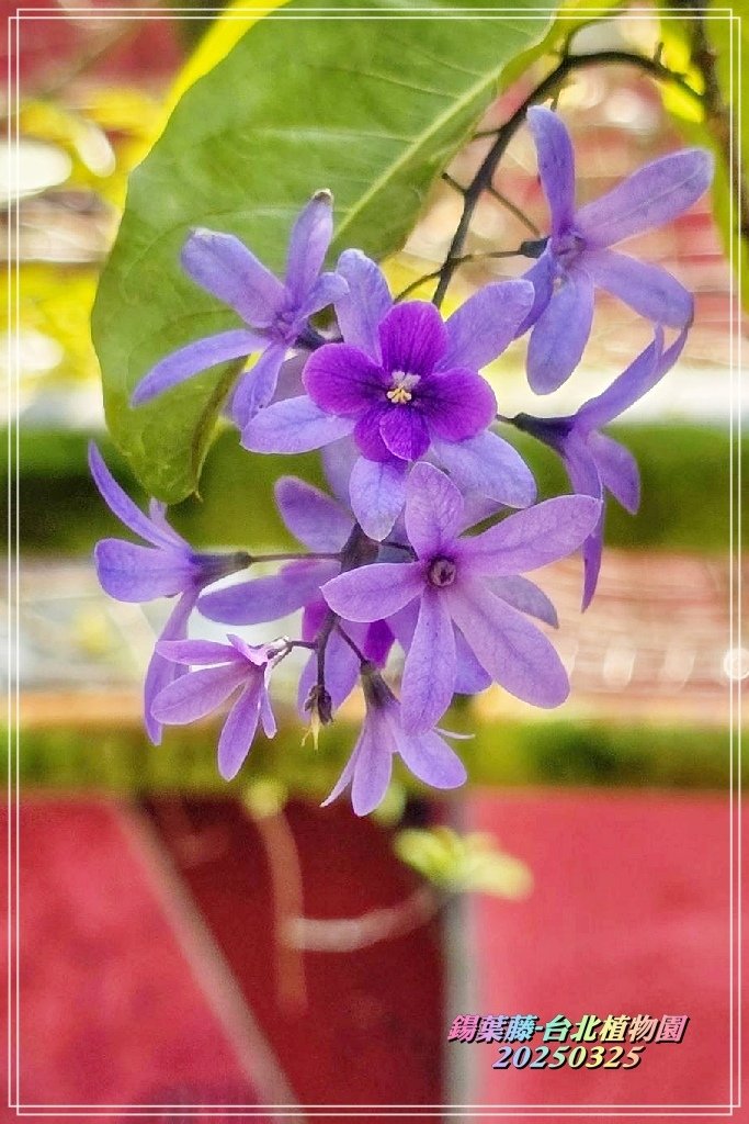 鍚葉藤-台北植物園2025032503.JPG