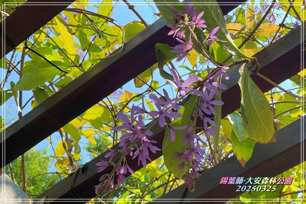 鍚葉藤-大安森林公園2025032501.jpg