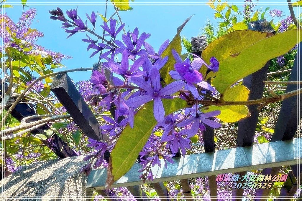 鍚葉藤-大安森林公園2025032505.jpg