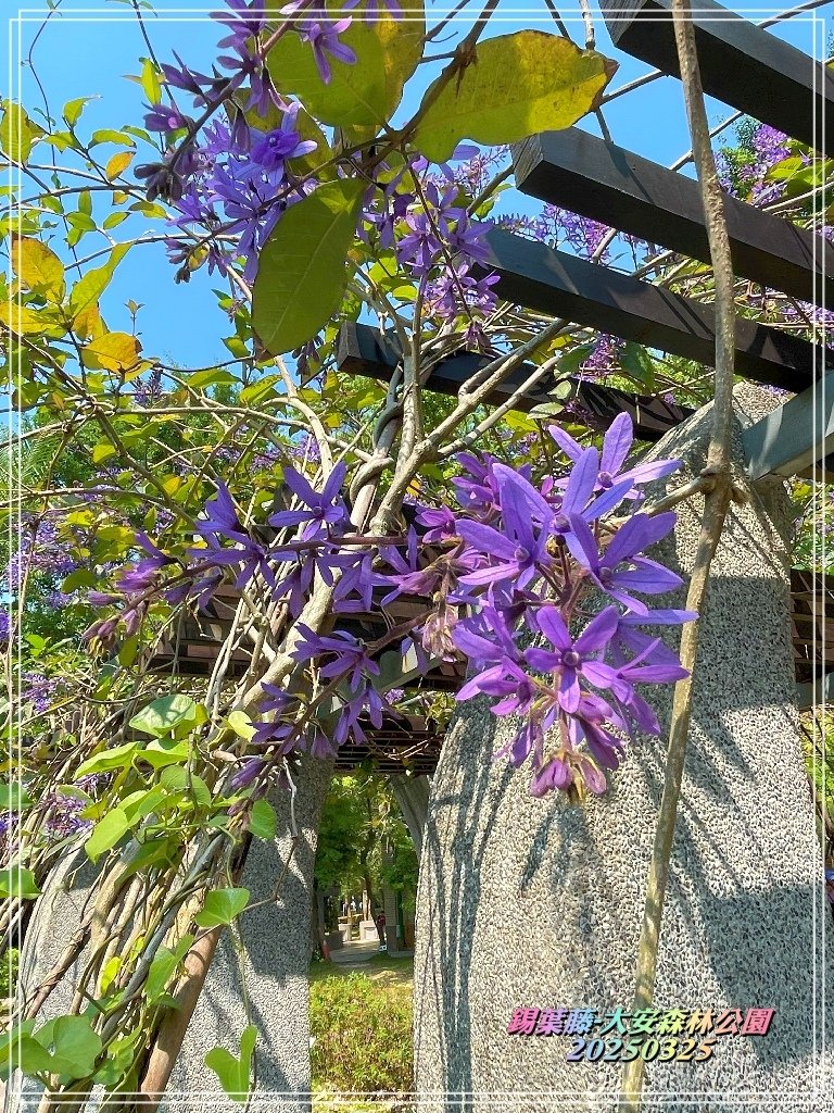 鍚葉藤-大安森林公園2025032506.jpg