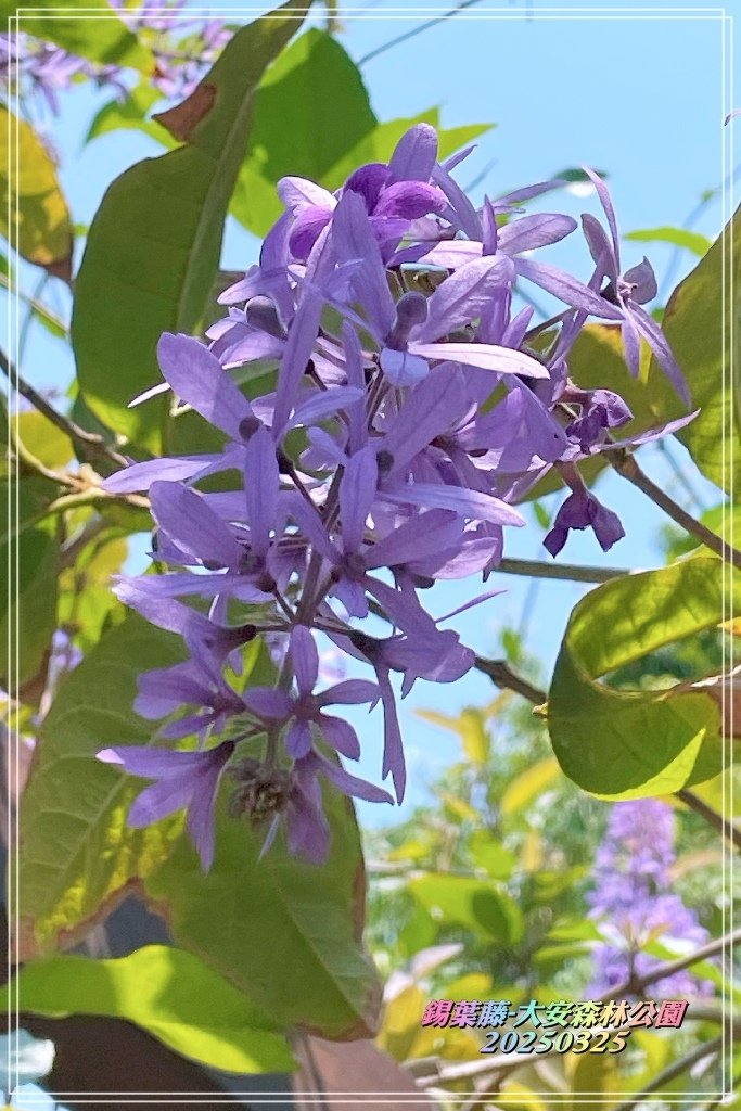 鍚葉藤-大安森林公園2025032508.jpg