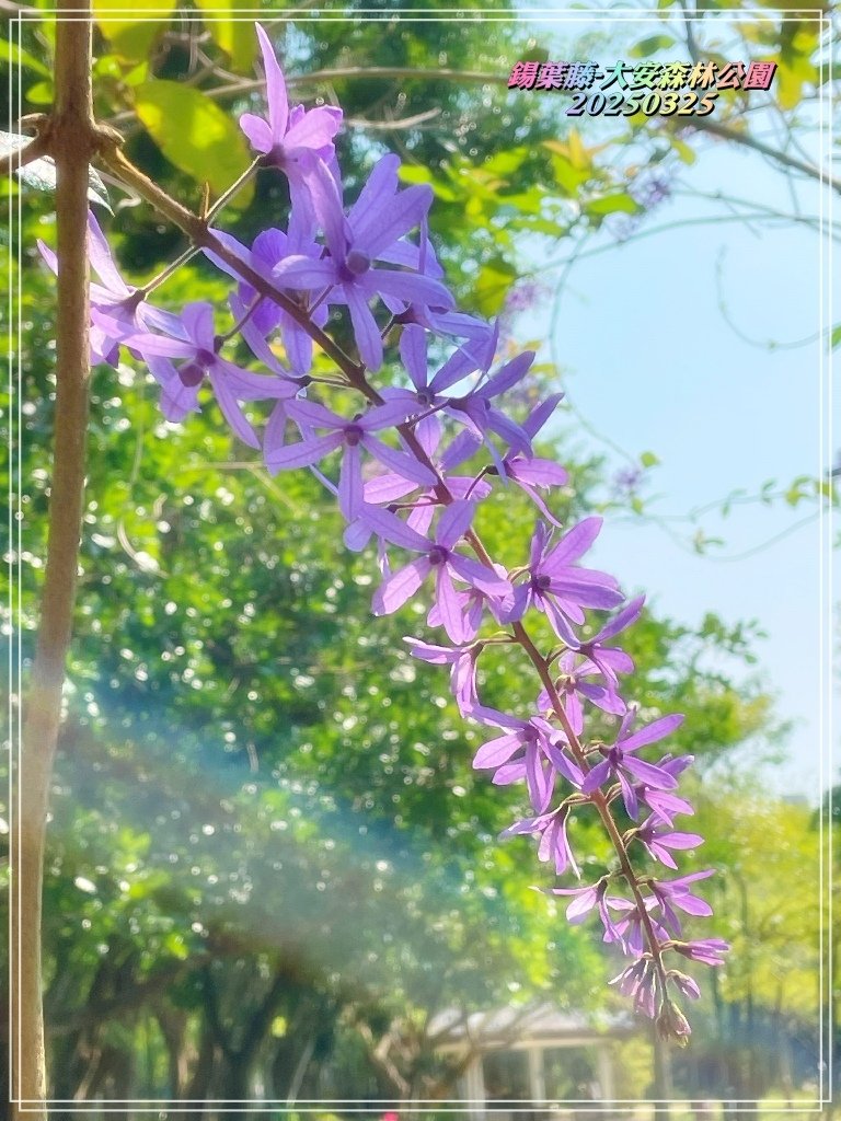鍚葉藤-大安森林公園2025032509.jpg