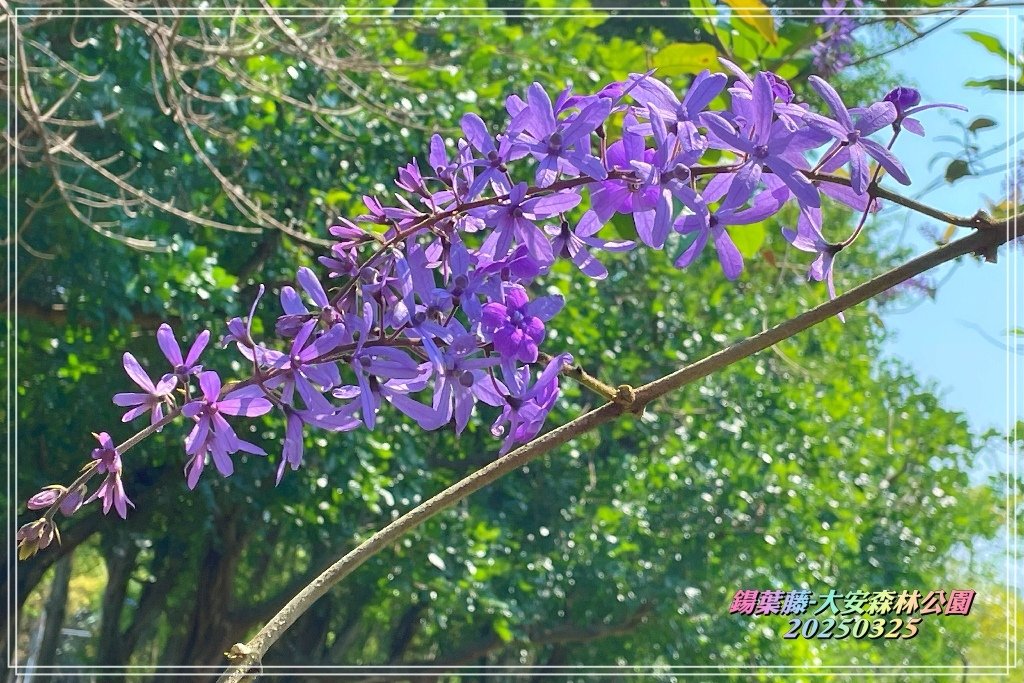 鍚葉藤-大安森林公園2025032510.jpg