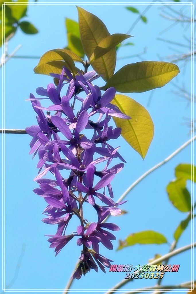 鍚葉藤-大安森林公園2025032512.jpg
