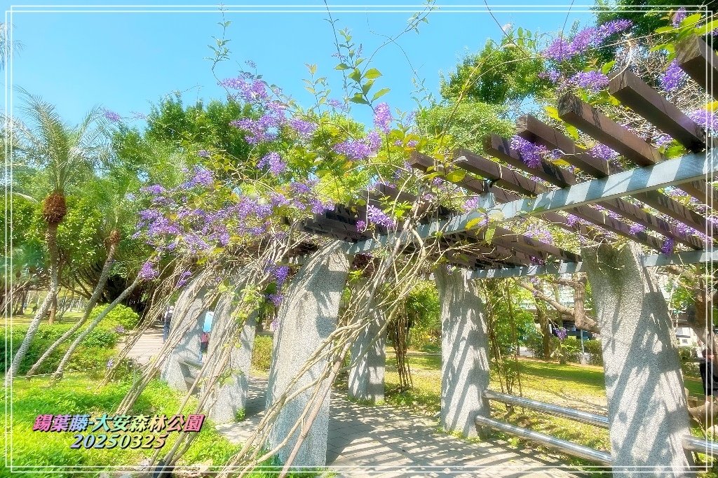 鍚葉藤-大安森林公園2025032513.jpg