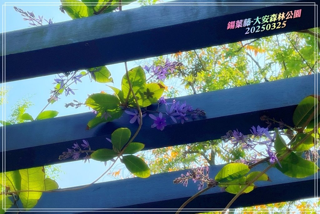 鍚葉藤-大安森林公園2025032515.jpg
