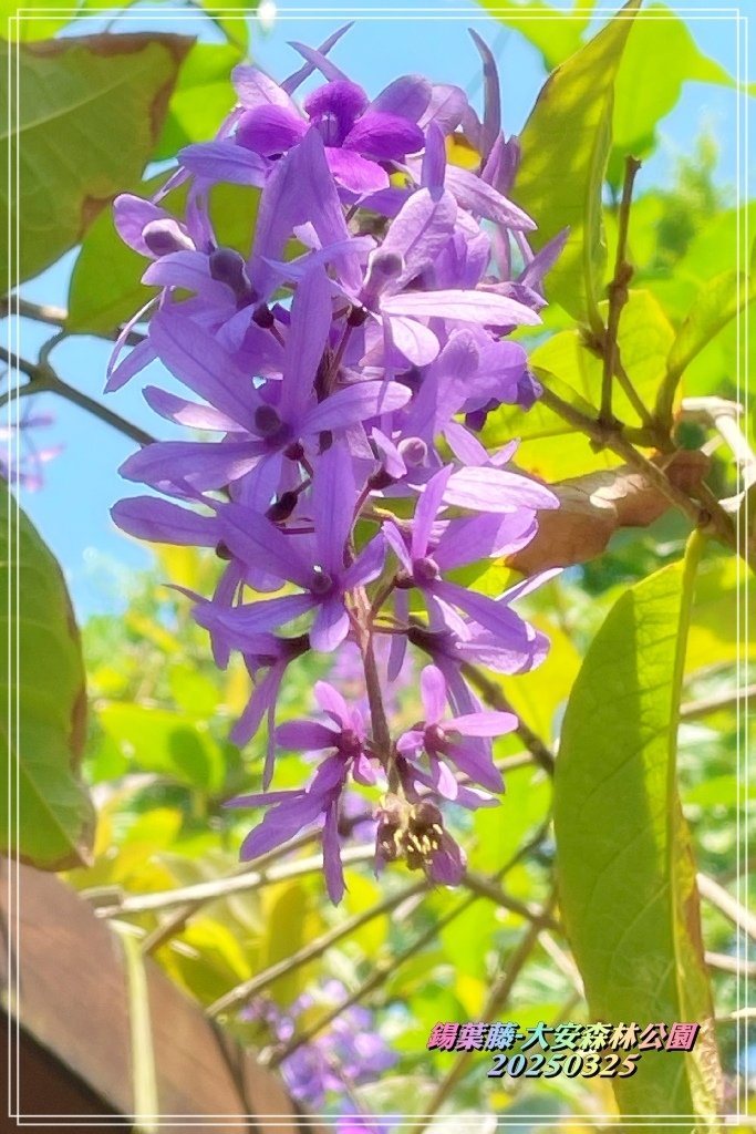 鍚葉藤-大安森林公園2025032516.jpg