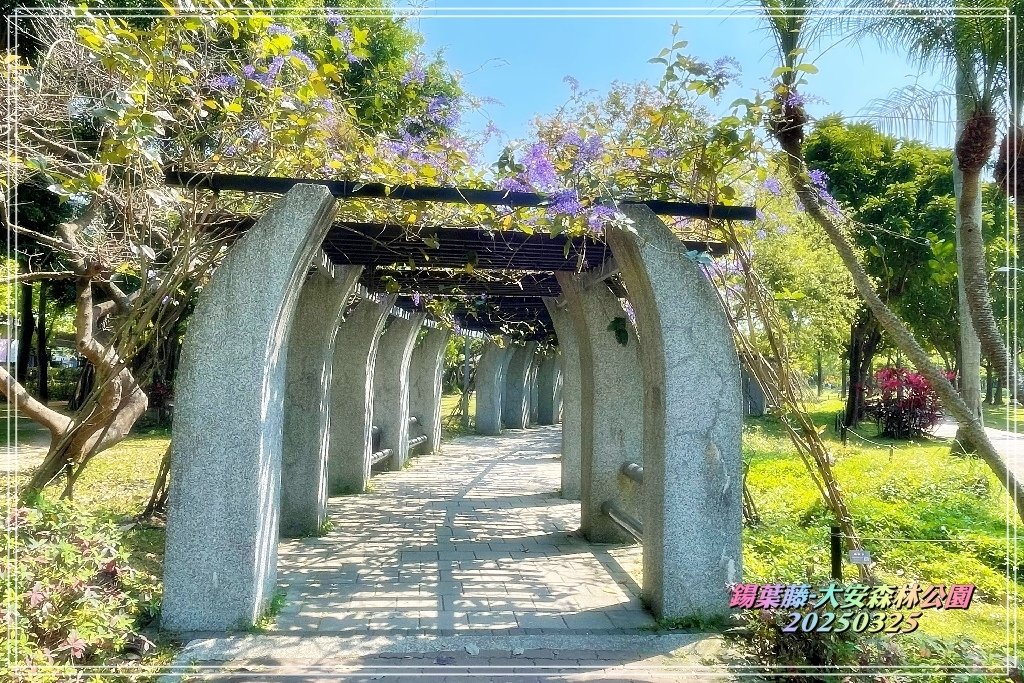 鍚葉藤-大安森林公園2025032517.jpg