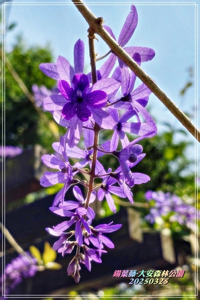 鍚葉藤-大安森林公園2025032518.JPG