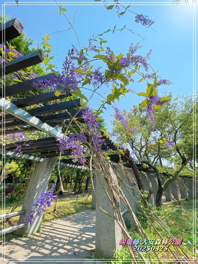 鍚葉藤-大安森林公園2025032503.jpg