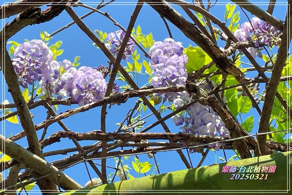 紫藤-台北植物園2025032101.jpg