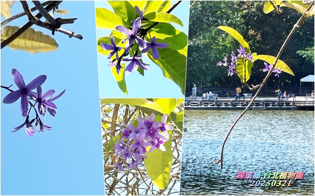 鍚葉藤-台北植物園20250321.jpg
