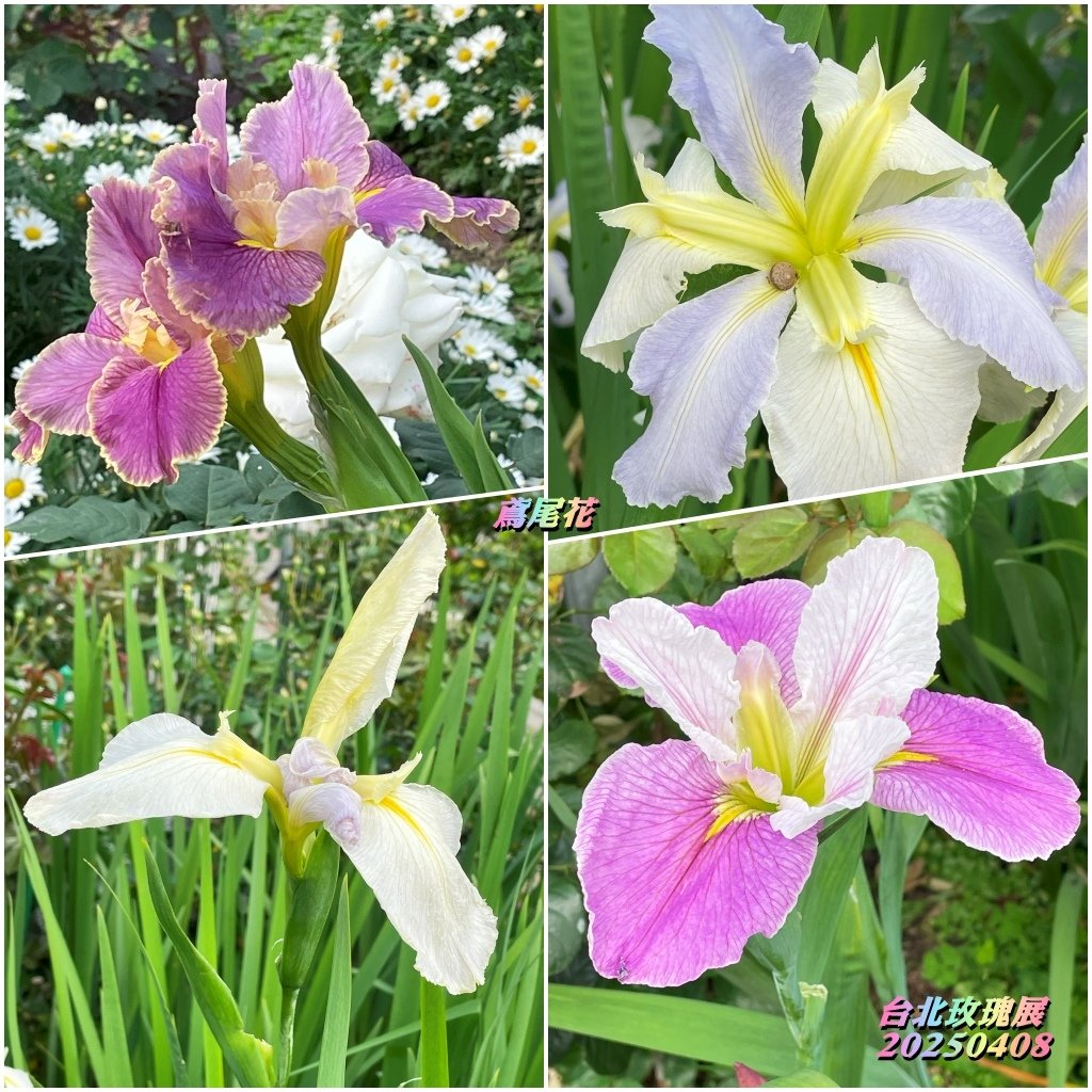台北玫瑰展2025040810.jpg