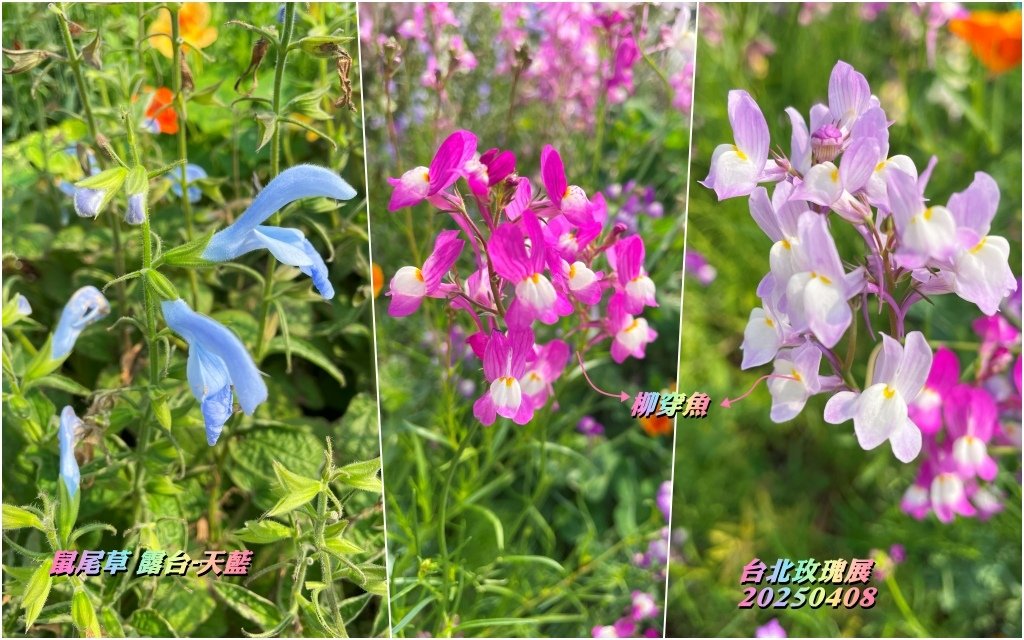 台北玫瑰展2025040826.jpg