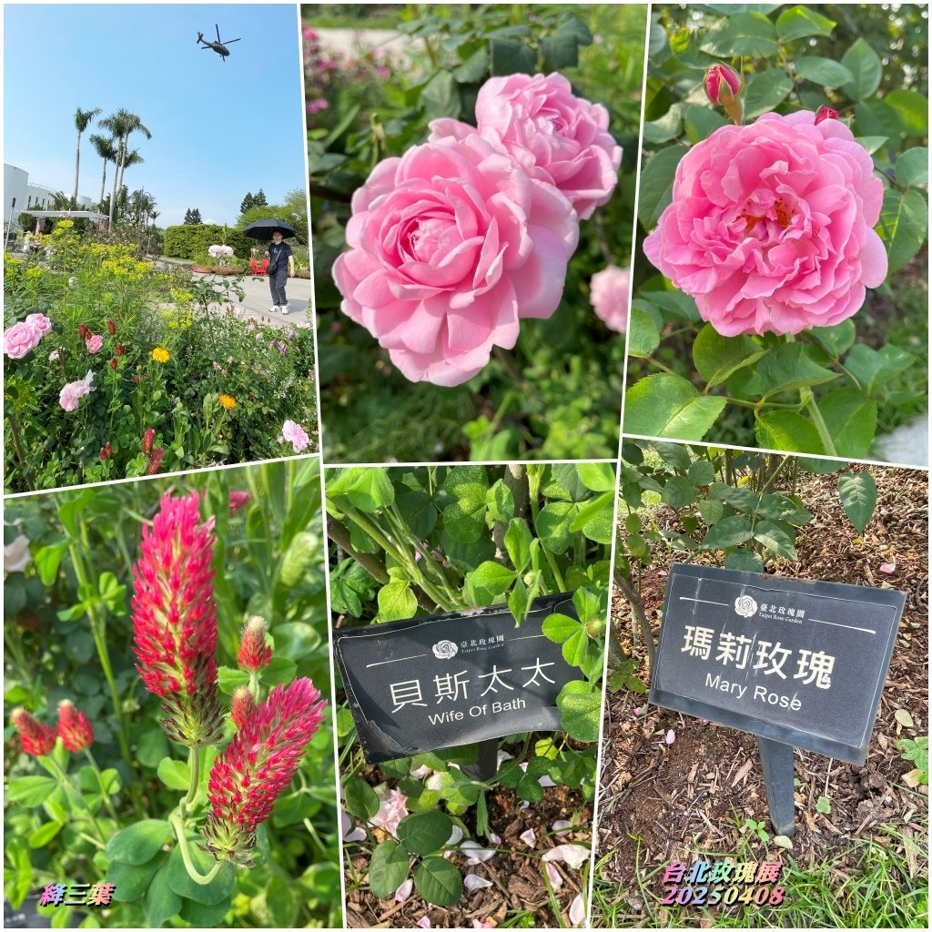 台北玫瑰展2025040833.jpg