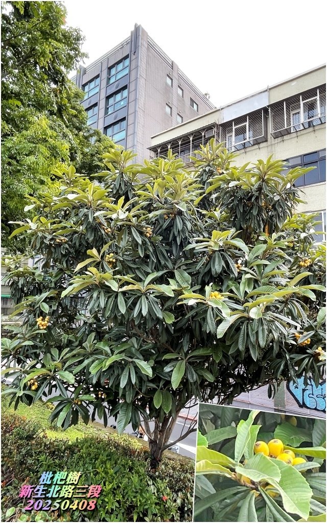 枇杷樹-新生北路三段20250408.jpg