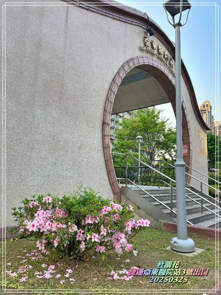 20250325捷運亞東醫院站出口3杜鵑花.jpg