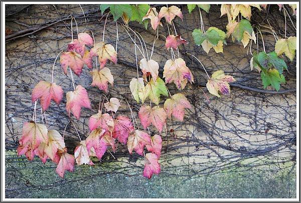 IMG_8356-AA