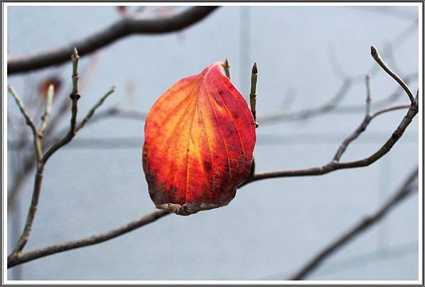 IMG_8296-AA