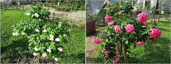 IMG_8485-A-horz-B