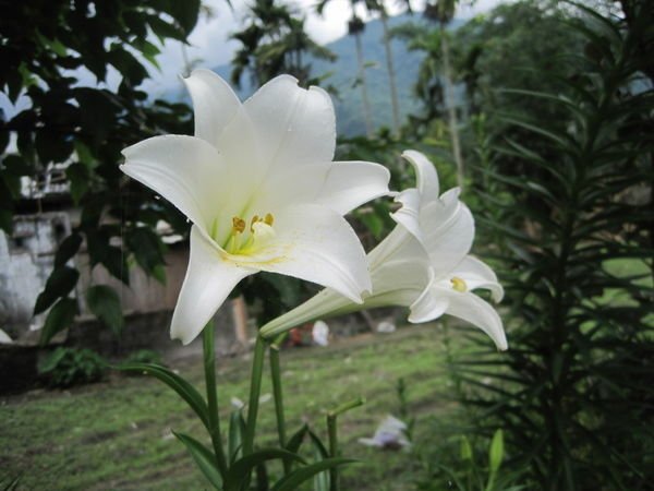 花蓮老家旁的百合花開了