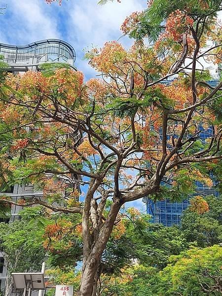 又見鳳凰花開時