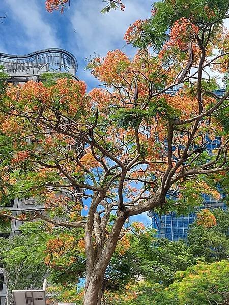 又見鳳凰花開時