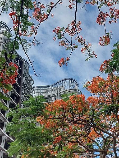 又見鳳凰花開時