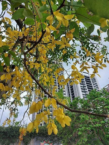 夏艷美麗黃金雨阿勃勒