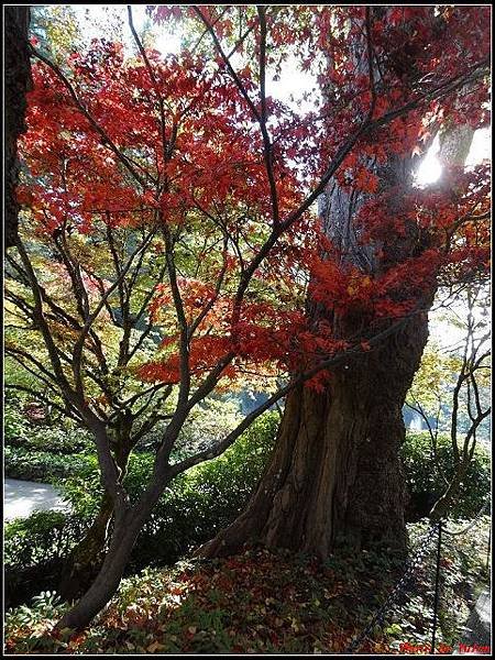 玩美加族-加拿大day7-3布查花園0080(001).jpg