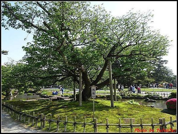 能登加賀屋day1-day1-3 兼六園028.jpg