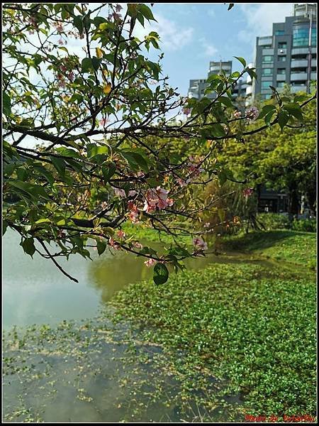 麗池公園櫻花汀甫圳賞櫻步道009.jpg