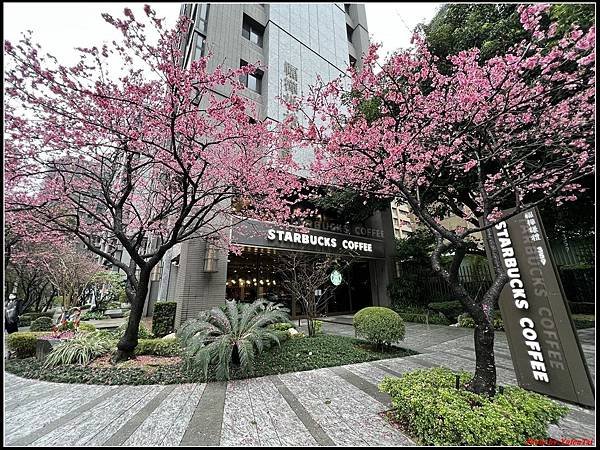 林口文化三路星巴克-日景006.jpg
