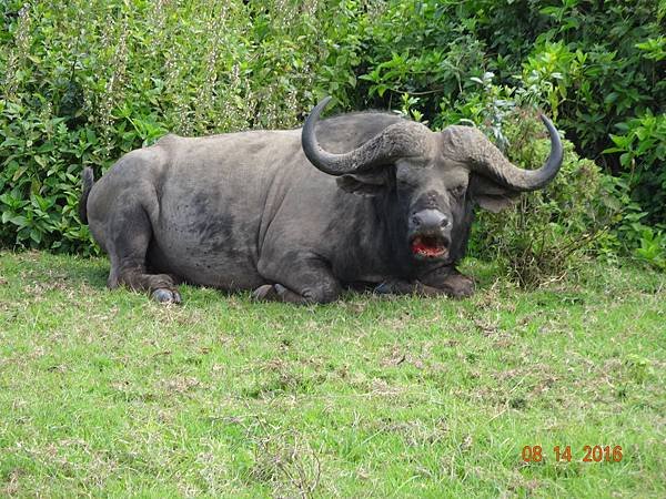 《肯亞》2 貼近野生動物~阿布黛爾國家公園、奈瓦夏湖、波哥利