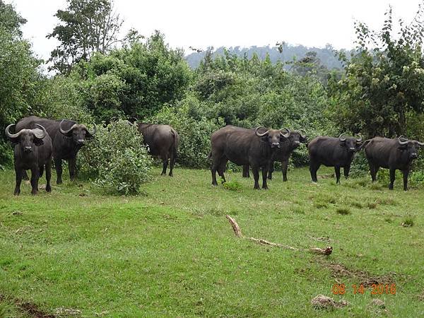 《肯亞》2 貼近野生動物~阿布黛爾國家公園、奈瓦夏湖、波哥利