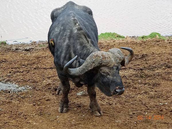 《肯亞》2 貼近野生動物~阿布黛爾國家公園、奈瓦夏湖、波哥利