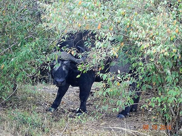 《肯亞》2 貼近野生動物~阿布黛爾國家公園、奈瓦夏湖、波哥利