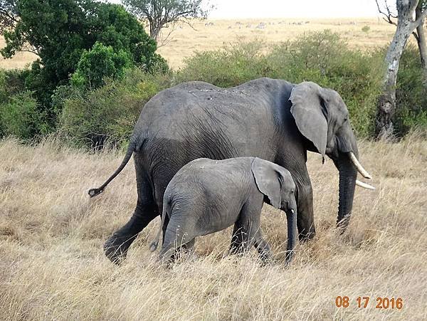 《肯亞》2 貼近野生動物~阿布黛爾國家公園、奈瓦夏湖、波哥利