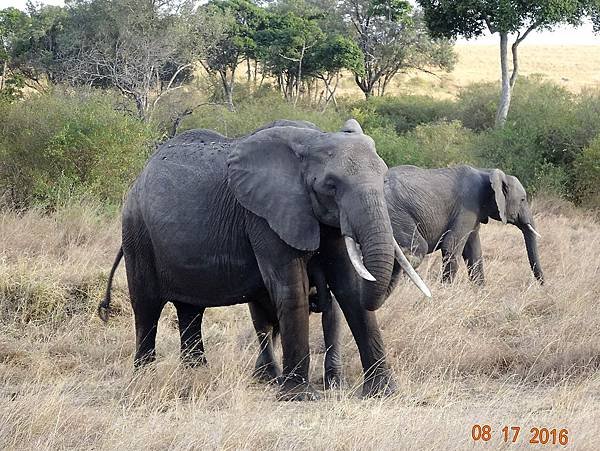 《肯亞》2 貼近野生動物~阿布黛爾國家公園、奈瓦夏湖、波哥利