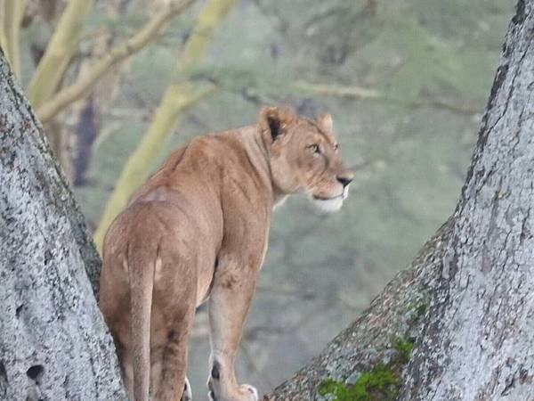 《肯亞》2 貼近野生動物~阿布黛爾國家公園、奈瓦夏湖、波哥利