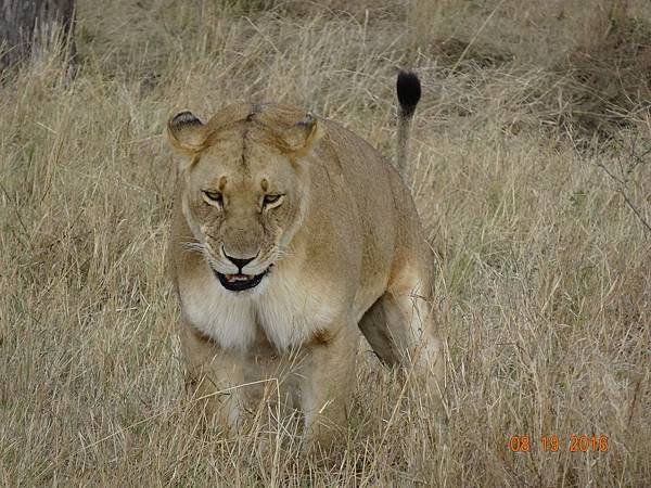 《肯亞》2 貼近野生動物~阿布黛爾國家公園、奈瓦夏湖、波哥利