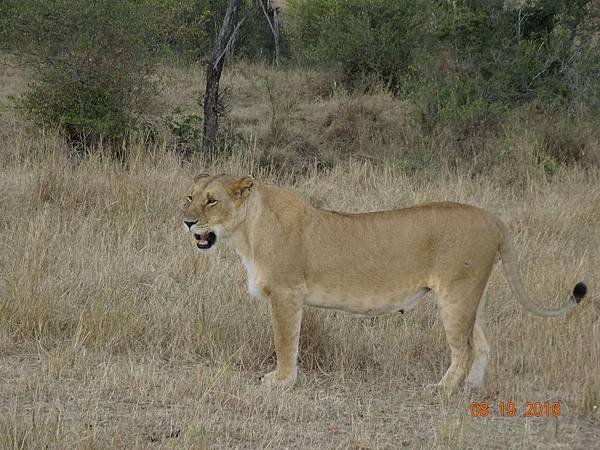 《肯亞》2 貼近野生動物~阿布黛爾國家公園、奈瓦夏湖、波哥利