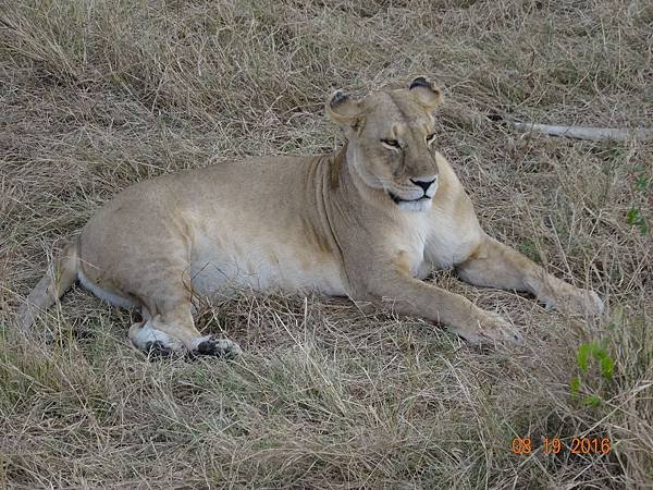 《肯亞》2 貼近野生動物~阿布黛爾國家公園、奈瓦夏湖、波哥利