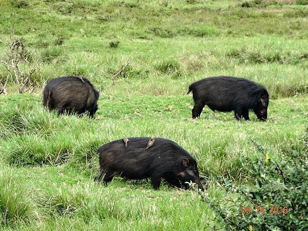 《肯亞》2 貼近野生動物~阿布黛爾國家公園、奈瓦夏湖、波哥利