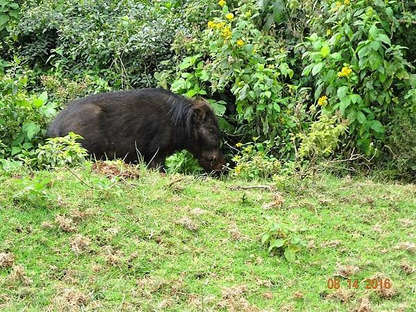 《肯亞》2 貼近野生動物~阿布黛爾國家公園、奈瓦夏湖、波哥利